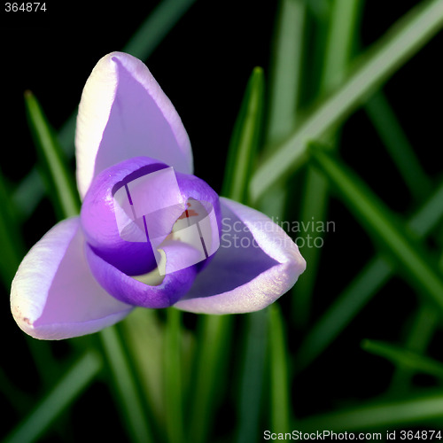 Image of Crocus