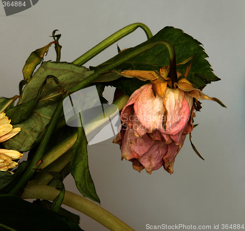 Image of withered bouquet