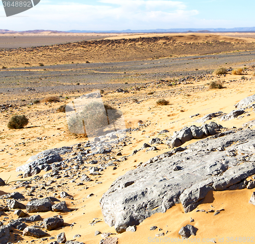 Image of  old fossil in  the desert of morocco sahara and rock  stone sky