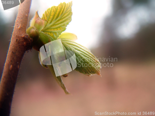 Image of Leaf