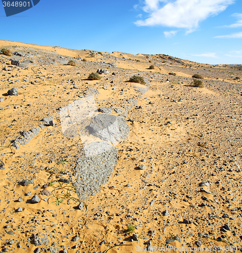 Image of  bush old fossil in  the desert of morocco sahara and rock  ston