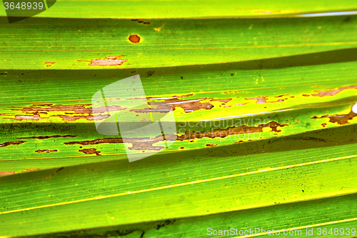 Image of   leaf  abstract  thailand in the light   and his  