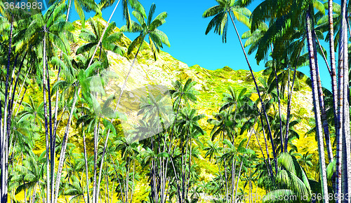 Image of Oncosperma tigilarium - beautiful palm