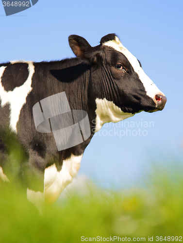 Image of Single Holstein cow