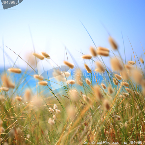 Image of Bunny Tails Grass Lagurus Ovatus