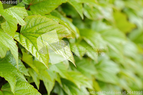 Image of Green leaves of ivy