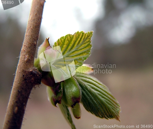 Image of Nuts leaf