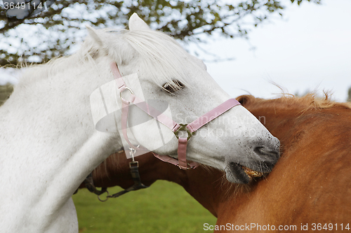 Image of Horse Friendship