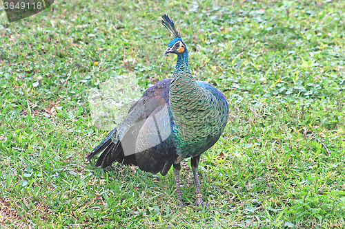 Image of Peacock