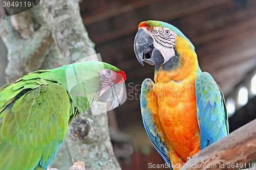 Image of Parrots