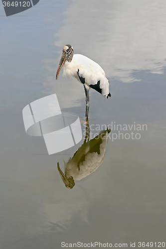 Image of Wood Stork