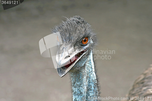 Image of Emu