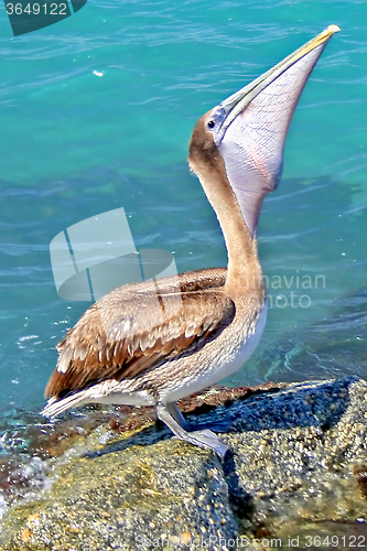 Image of Pelican