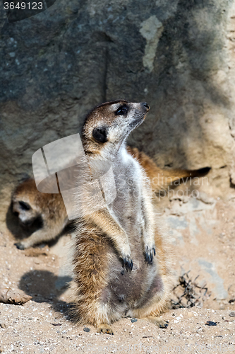 Image of Meerkat or suricate