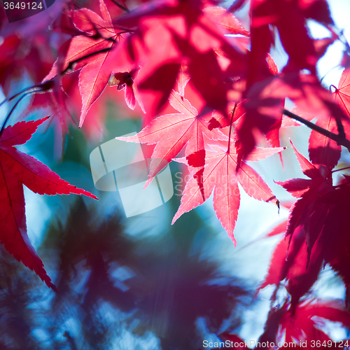 Image of Red autumn leaves 