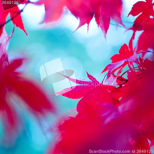 Image of Red autumn leaves (abstract background)