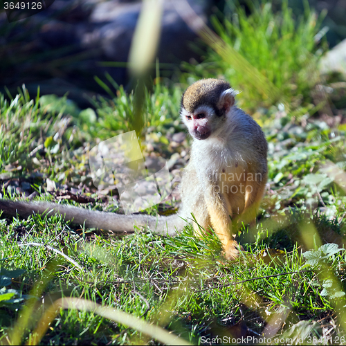 Image of Common squirrel monkey