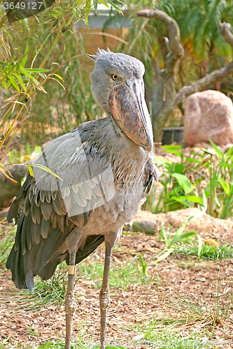 Image of Shoebill Stork