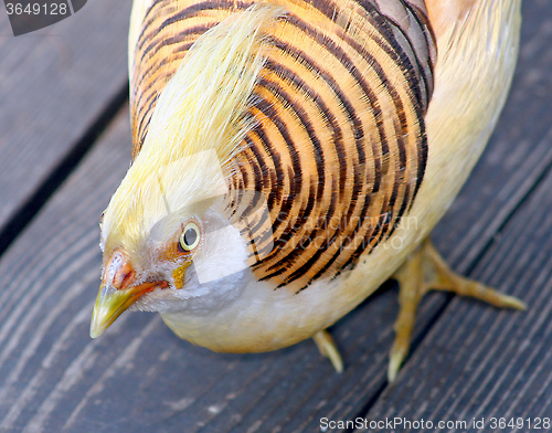 Image of Yellow Bird