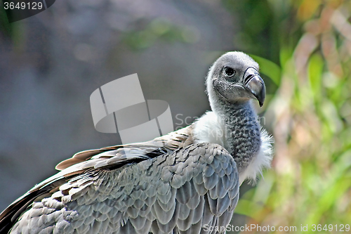 Image of White-backed Vulture