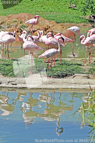 Image of Flamingos