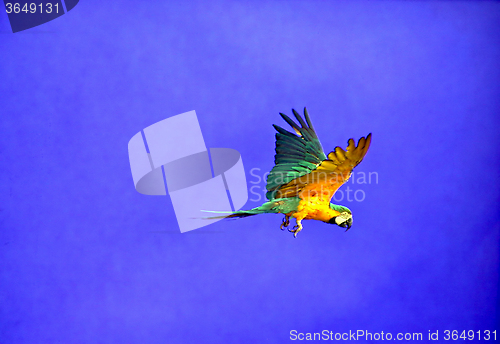 Image of Flying Parrot