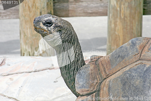 Image of Tortoise