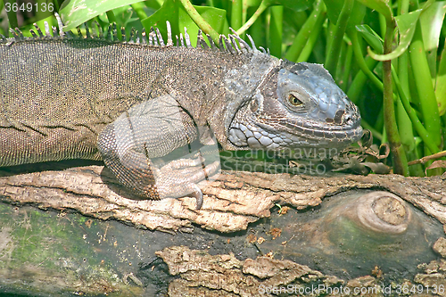 Image of Iguana