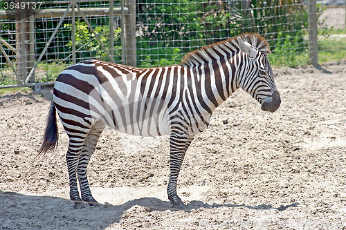 Image of Zebra