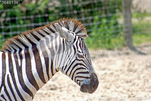 Image of Zebra