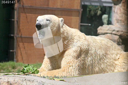 Image of Polar Bear