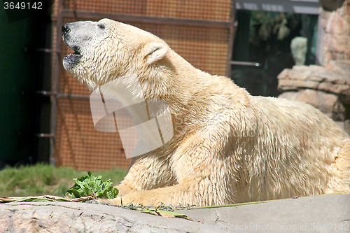 Image of Polar Bear