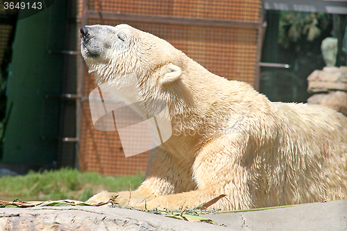 Image of Polar Bear