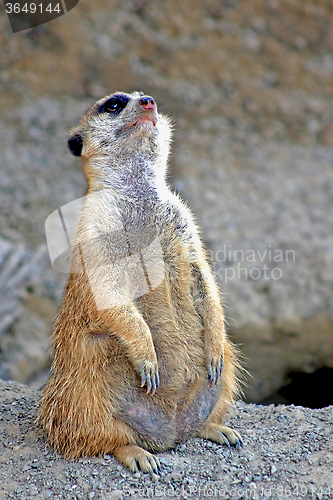 Image of Meerkat