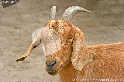 Image of Goat