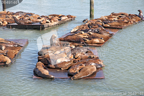 Image of Sealions