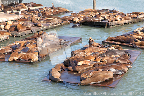 Image of Sealions