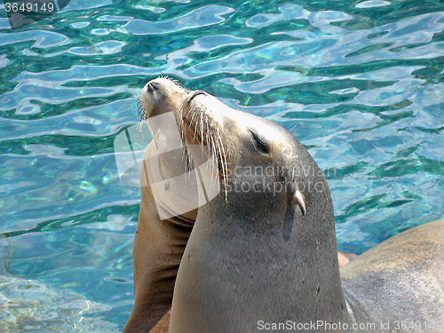 Image of Sealions