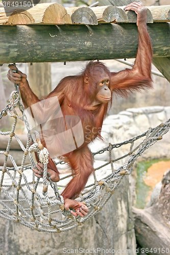 Image of Orangutan