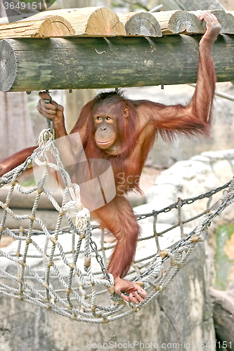 Image of Orangutan