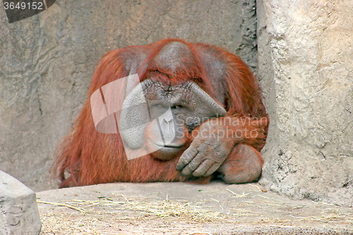 Image of Orangutan