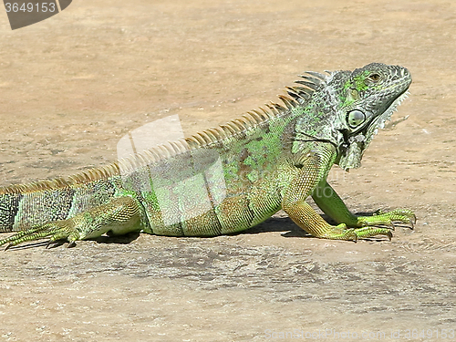 Image of Iguana