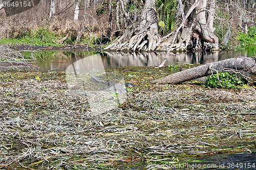 Image of Alligator in Swamp