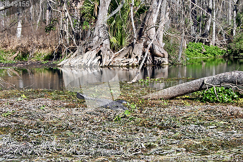 Image of Alligator in Swamp