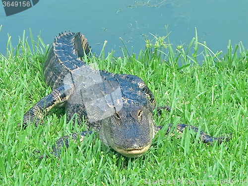 Image of Alligator