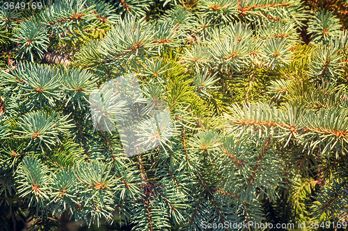 Image of The thick green branches of the spruce.