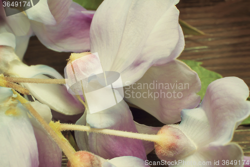 Image of Beautiful pale - purple flowers violets.