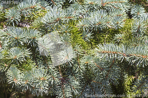 Image of The thick green branches of the spruce.