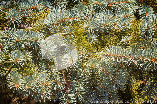 Image of The thick green branches of the spruce.