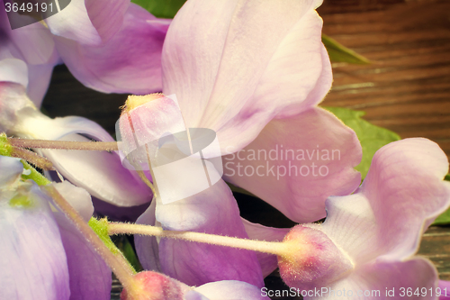 Image of Beautiful pale - purple flowers violets.